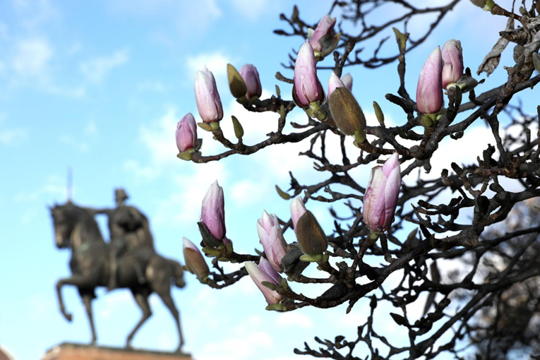 Šulja nam se proljeće: U Zagrebu su već procvjetale predivne magnolije