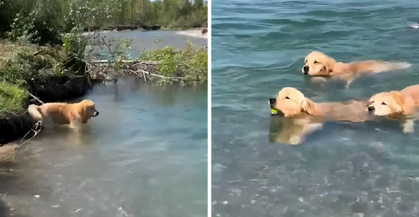 VIDEO Retriver se jako bojao vode. Pogledajte kako su mu braća pomogla da propliva