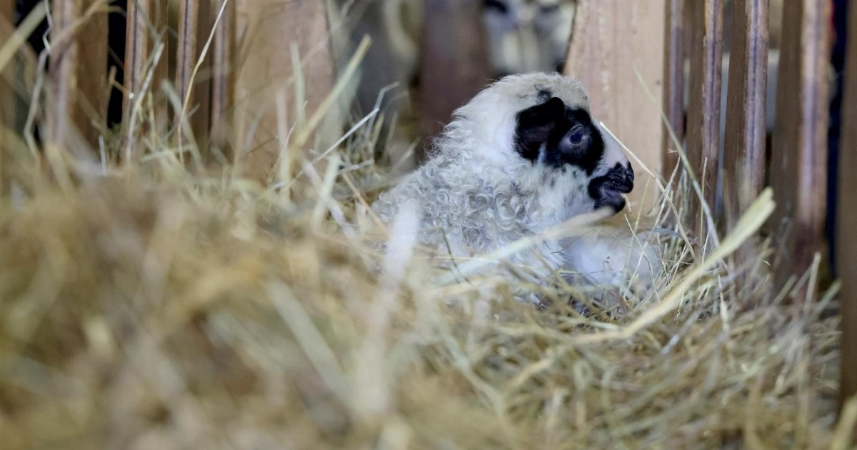 U Sloveniji se po prvi put pojavila bolest plavog jezika