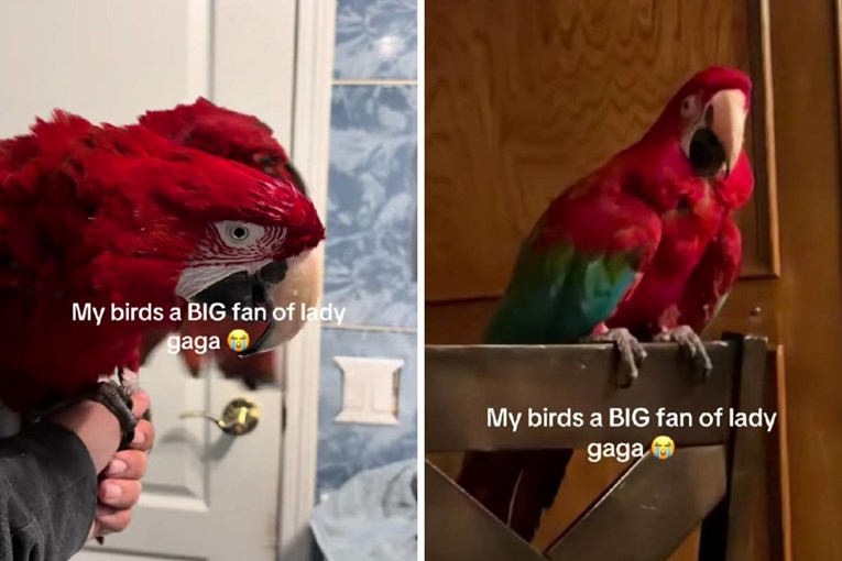 Papiga pjeva i pleše na pjesmu Lady Gage, video je hit na internetu 😂