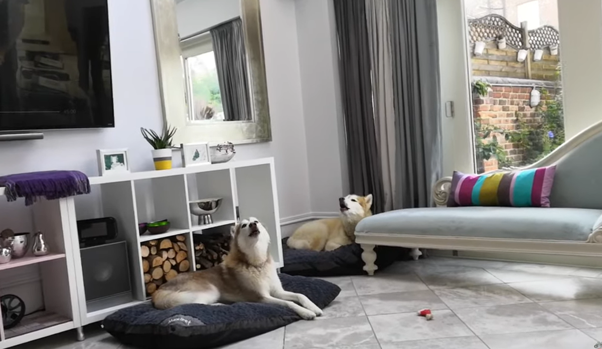 Vlasnik svirao saksofon, a haskiji mu se odlučili pridružiti zavijanjem