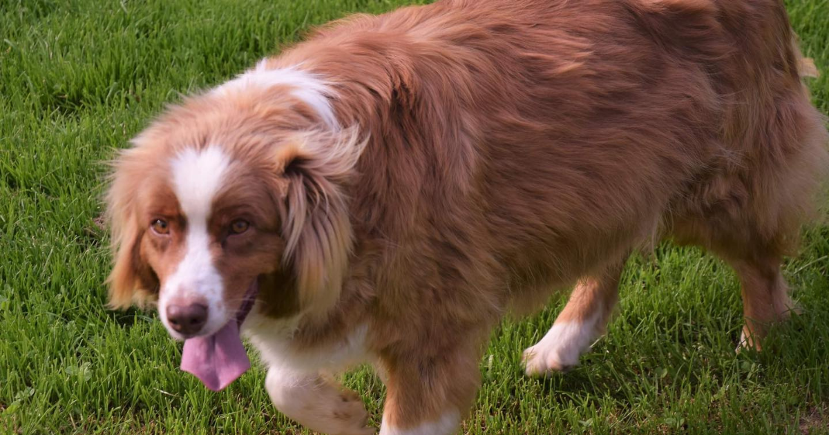 Prekrasna kujica Ella traži stalni dom, iz skloništa poručuju da se slaže s djecom