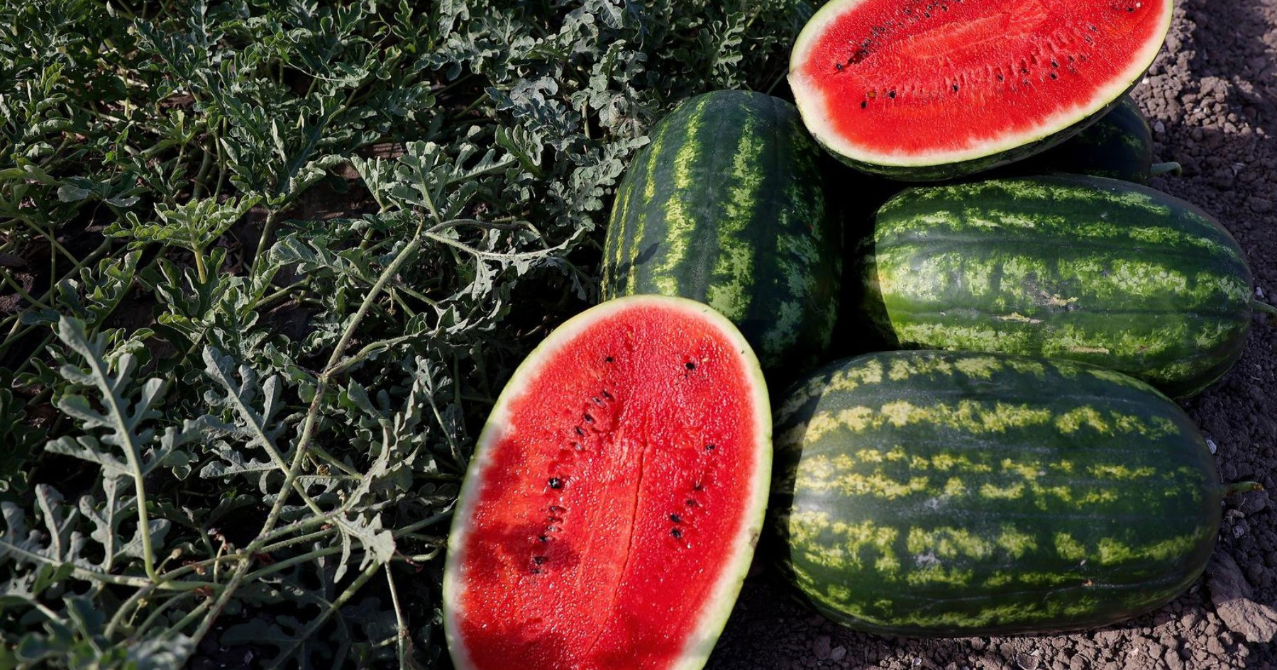 Počela je berba domaćih lubenica. Slavonci sustigli Neretvu, očekuju odličnu sezonu