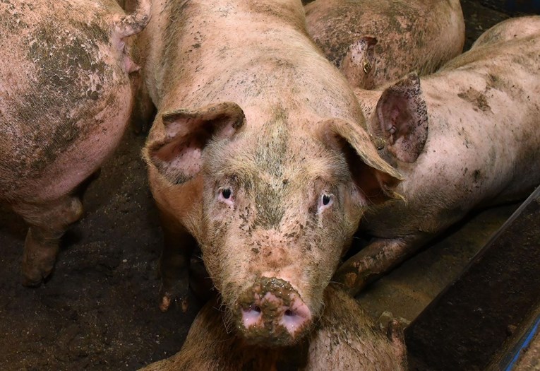 U selu kulina otkrivena afrička svinjska kuga, eutanizirane stotine svinja