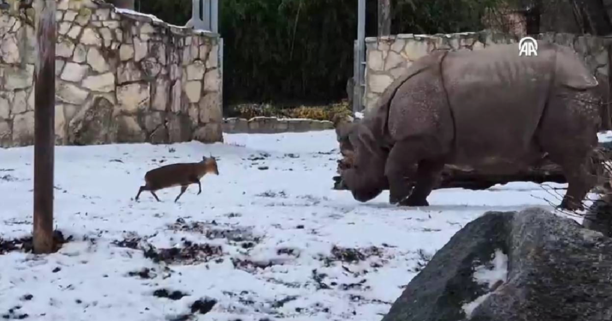 Sićušni, ali hrabri jelen se u poljskom ZOO-u suprotstavio masivnom nosorogu