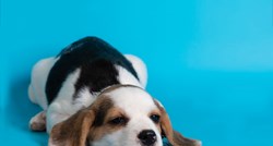 Prednosti i nedostaci uzimanja štenca: Sve što ste željeli znati prije udomljavanja