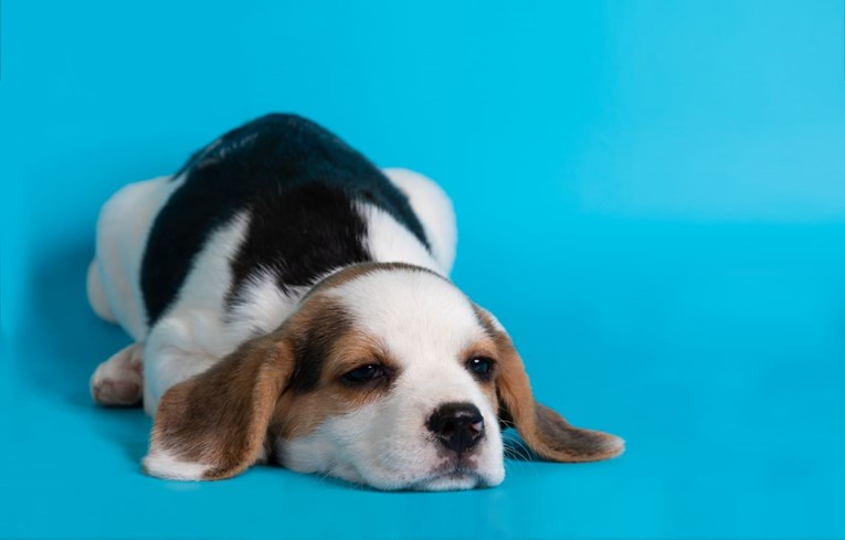 Prednosti i nedostaci uzimanja štenca: Sve što ste željeli znati prije udomljavanja