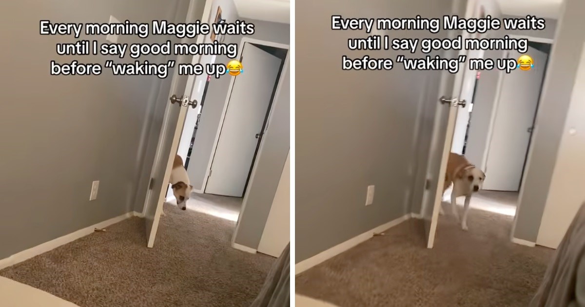 Slatka Maggie svako jutro čeka da ju vlasnica pozove u sobu. Prizor je presladak