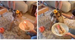 Psa za rođendan iznenadili tortom, njegova reakcija je hit