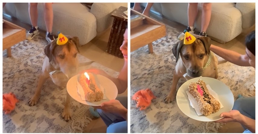 Psa za rođendan iznenadili tortom, njegova reakcija je hit