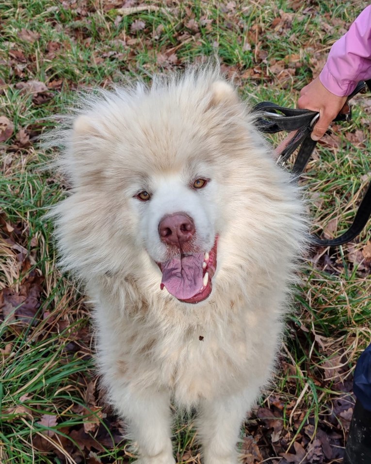 Qutjuk je jedan od najposebnijih pasa koje smo ikad vidjeli. Nažalost, nema dom
