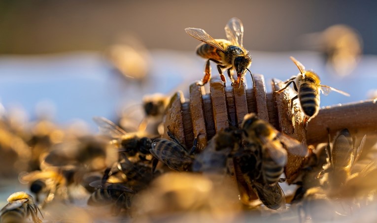 Revolucionarna hrana za pčele: Spas od klimatskih promjena i gladi