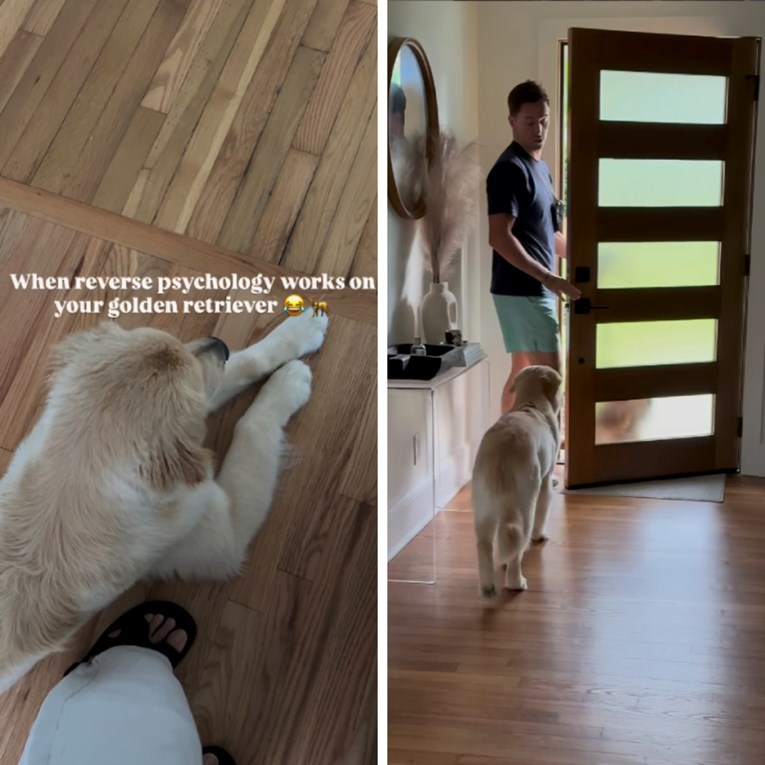 Zlatni retriver odbijao je nositi oprsnicu. Trik njegovog vlasnika oduševio mnoge