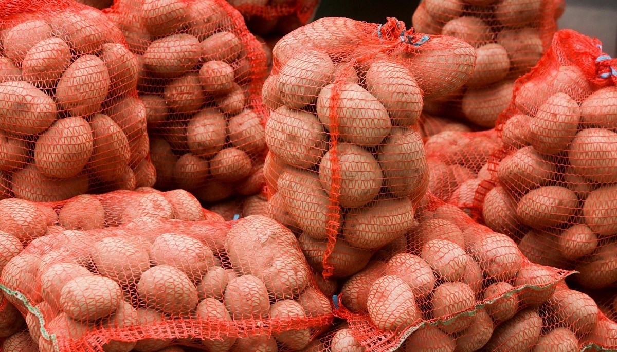 Zbog velike suše urod krumpira upola manji