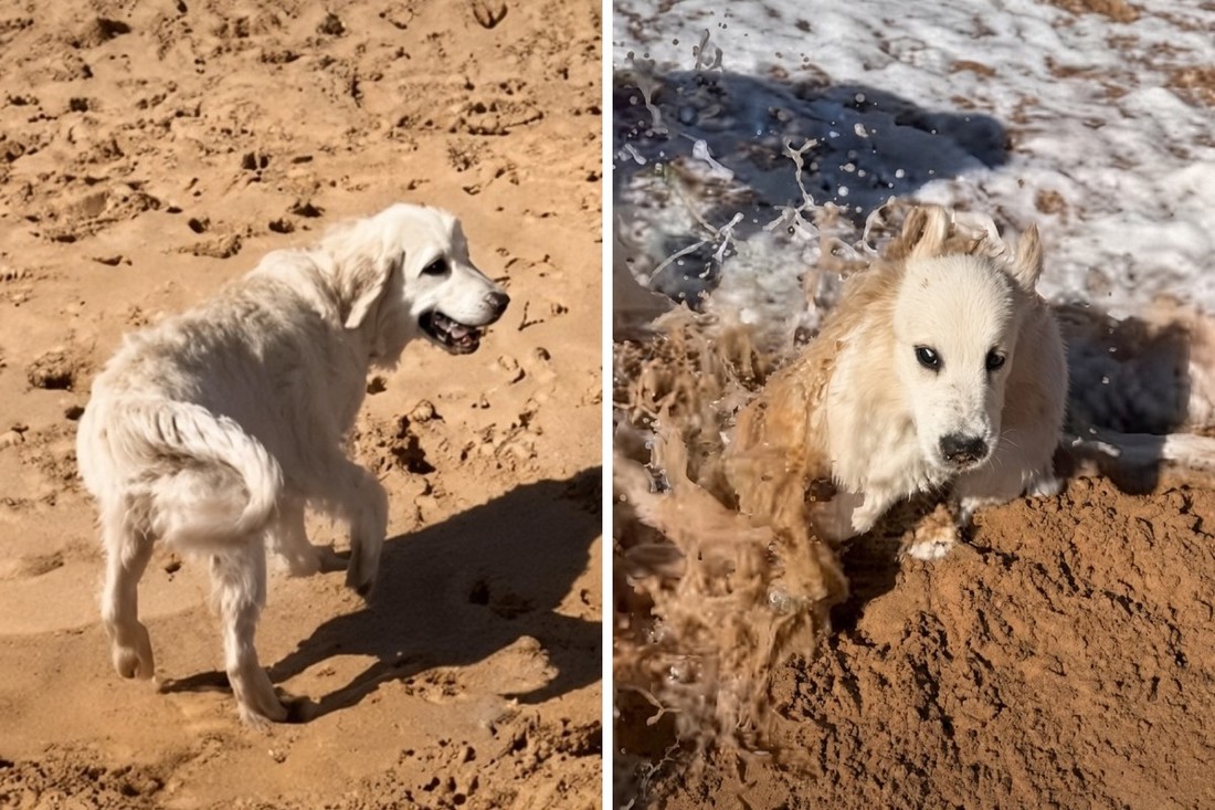 Zlatni retriver odabrao mjesto za odmor pa ga iznenadio val 😅