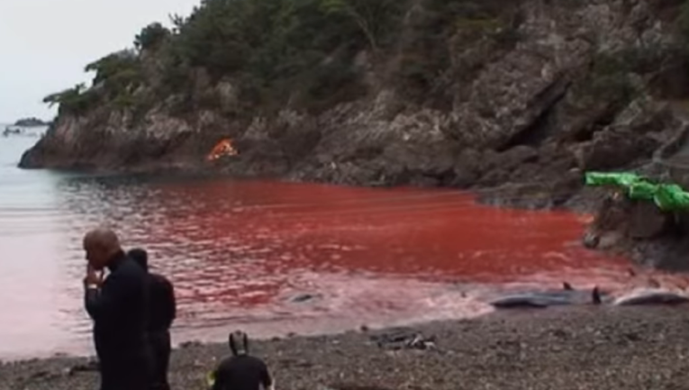 Veliki pokolj dupina kreće u Japanu, more će ponovno biti obojeno krvlju