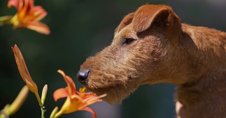Četiri uobičajena proljetna cvijeta koja mogu biti opasna za kućne ljubimce