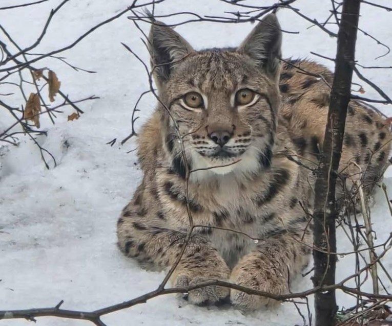 Djelatnik Hrvatskih šuma u u Gorskom kotaru snimio prekrasnog risa
