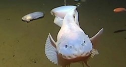 VIDEO Prvi put snimljene ribe na dubini od 8336 metara, pogledajte
