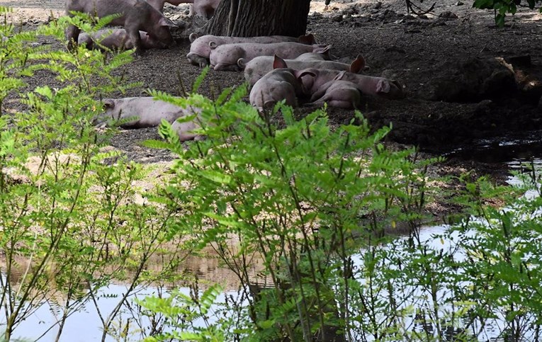 Lešine pobijenih svinja leže na ulici u Slavoniji