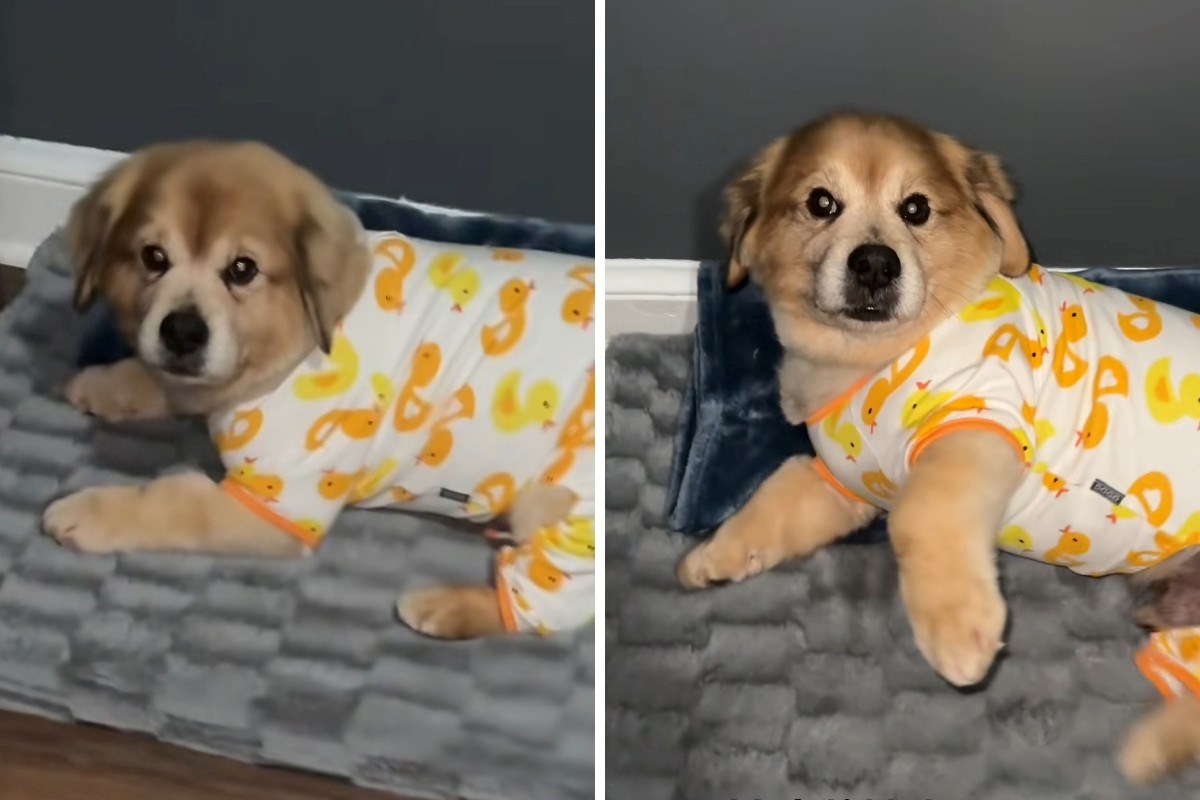 Vlasnica pokazala svoje "vječno štene", internet šokiran njegovom dobi