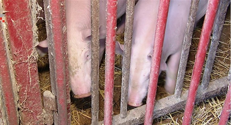 Na Jakuševcu se više neće uzgajati svinje, dio stočara ne želi preseliti