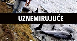 Nisu pronađeni tragovi nafte u tijelima uginulih delfina na Mauricijusu
