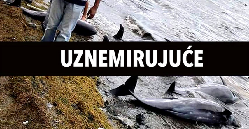 Na Mauricijusu uginulo ukupno 38 delfina