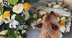 Psić prevalio 3.2 kilometra kako bi posjetio grob svog najboljeg prijatelja