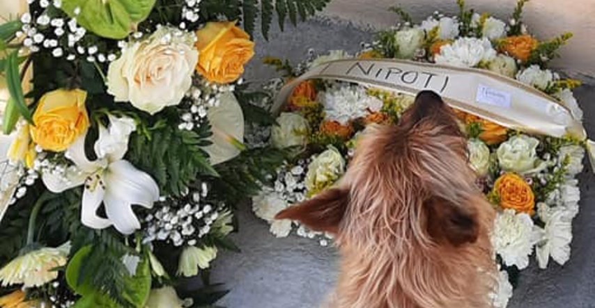 Psić prevalio 3.2 kilometra kako bi posjetio grob svog najboljeg prijatelja