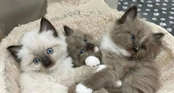 Tri najljepše pasmine mačaka