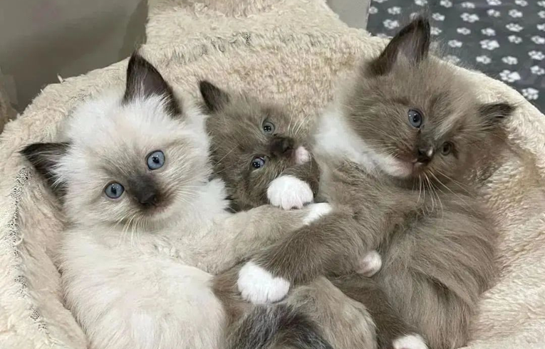 Tri najljepše pasmine mačaka