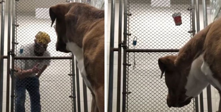 VIDEO Ovako izgleda život u azilu iz perspektive jednog psa