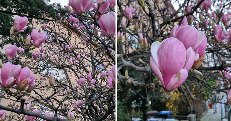 Video Kvatrića pod laticama magnolija nešto je najljepše što ćete vidjeti danas
