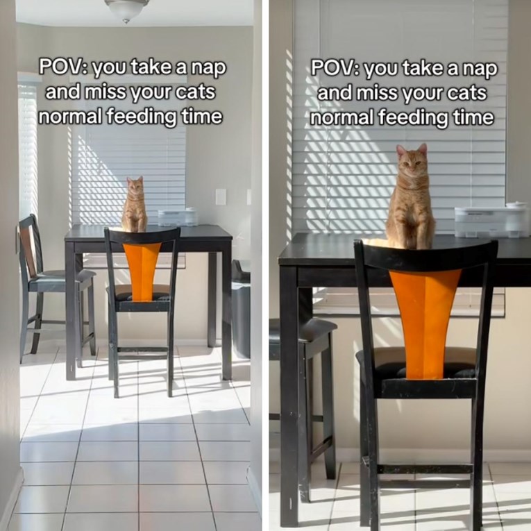 Mačka nije dobila hranu na vrijeme. Način na koji je dočekala vlasnika nasmijao mnoge