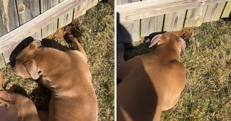 Psi koji kopaju tunel ispod ograde jer se žele igrati zajedno osvojili su internet