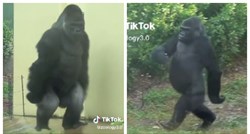 Video "sumnjivih" gorila postao viralan na TikToku: "Kao da bježe od policije"