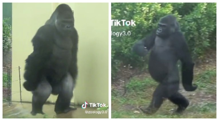 Video "sumnjivih" gorila postao viralan na TikToku: "Kao da bježe od policije"