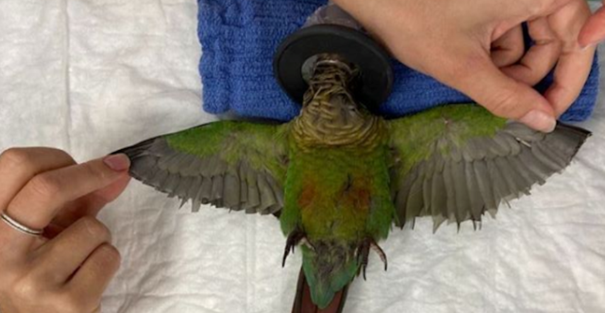 Ljudi papagaju odrezali krila, no zbog ove veterinarke ipak će letjeti