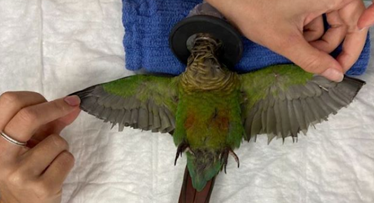 Ljudi papagaju odrezali krila, no zbog ove veterinarke ipak će letjeti