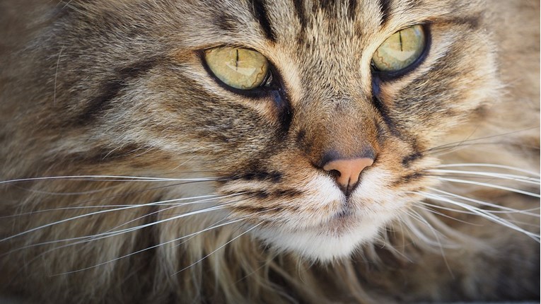 Znanstvenici tvrde: Mačke imaju izraze lica, ali ljudi ih ne znaju prepoznati