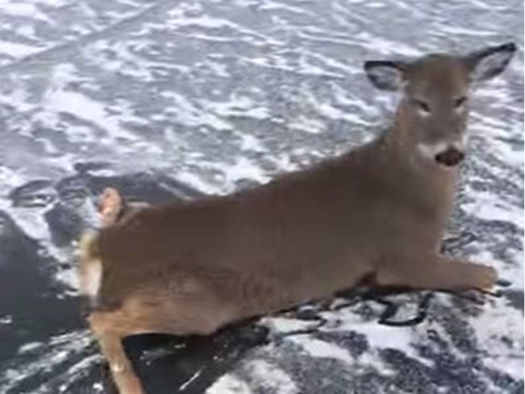 VIDEO Uočio jelene koji su zapeli na zaleđenom jezeru i našao način da ih spasi