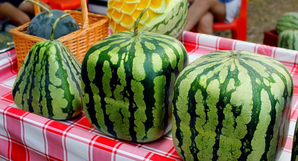 Jeste li čuli za kockaste lubenice? Da, stvarne su - i koštaju više od 100 eura