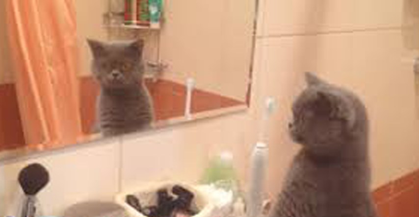 Mačak postao hit na internetu zbog reakcije na vlastiti odraz u ogledalu