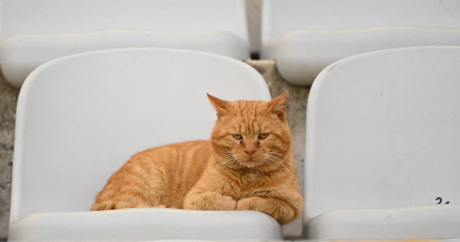 I pape i dida i kućni ljubimci: Na utakmici Hajduka bila samo jedna gledateljica
