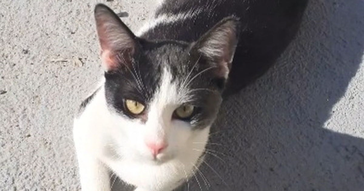 Nestao je mačak Tom: "Njegova mačja i ljudska obitelj ga čekaju"