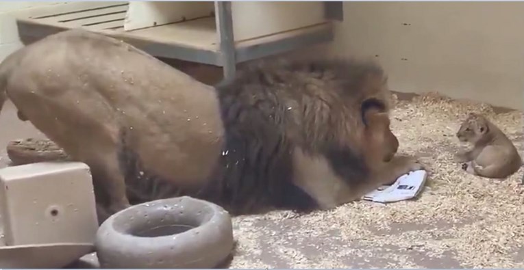 Dirljiva snimka: Lav se spustio na prednje noge da upozna svoje mladunče
