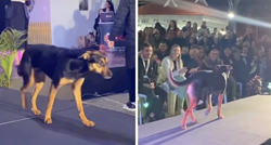 Pas upao na modnu pistu i ukrao pažnju tijekom izbora za miss