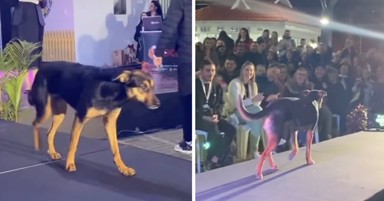 Pas upao na modnu pistu i ukrao pažnju tijekom izbora za miss