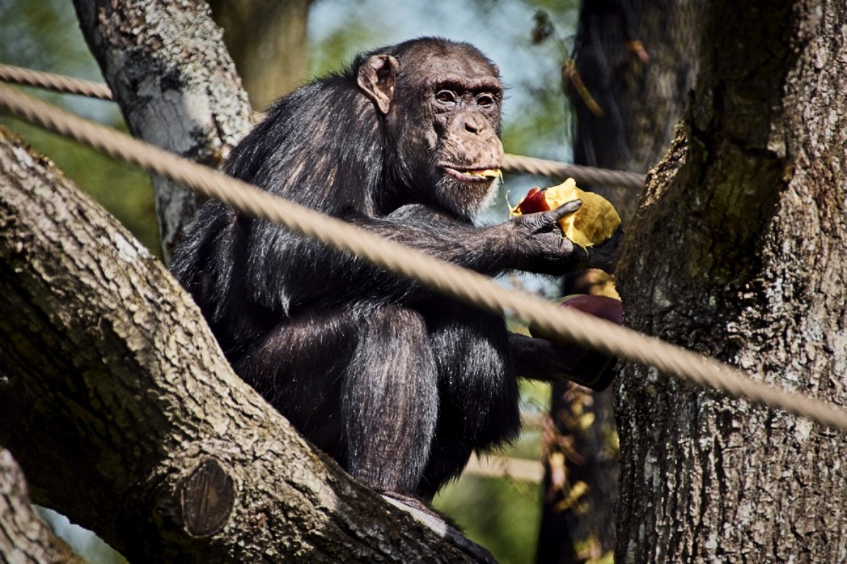 Čimpanze dnevno kroz voće unesu alkohol koji je ekvivalent boci piva